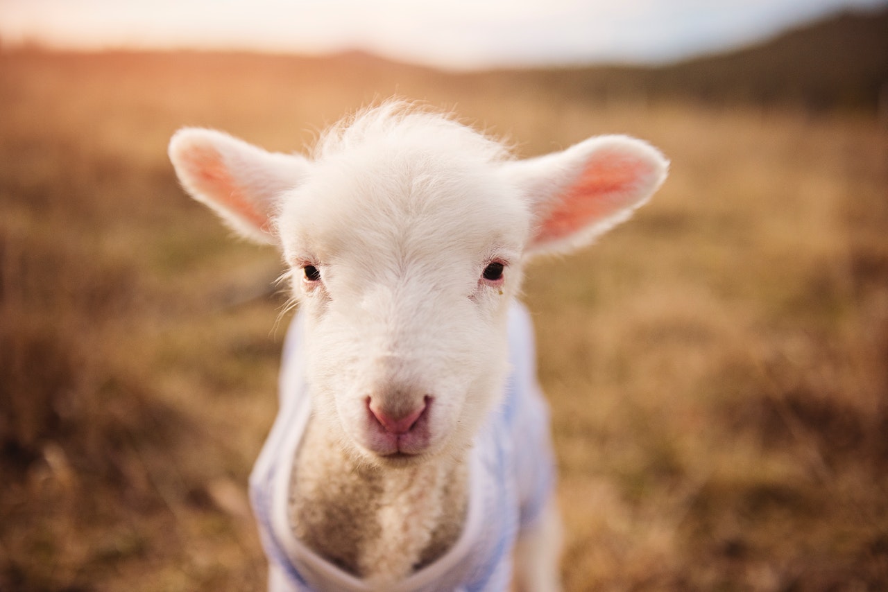 Clothed With The Lamb