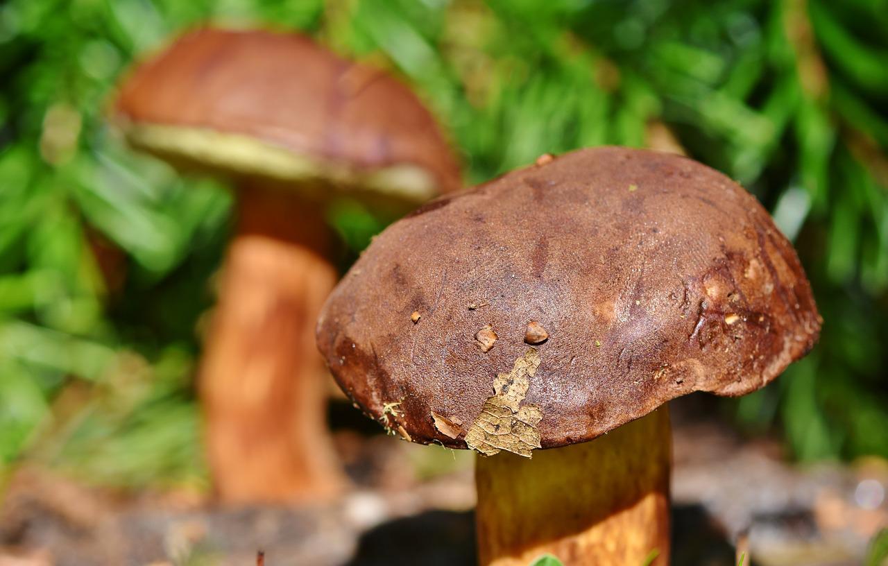 Conversation with a Mushroom