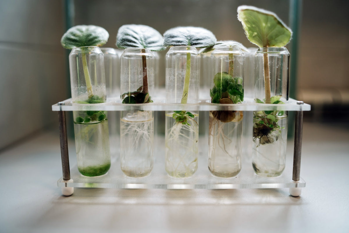 Have Scientists, Indeed, Now Found the Origins of Life on Earth?