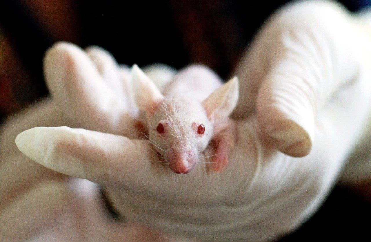 Human Heads and Tissue for Humanized Mice