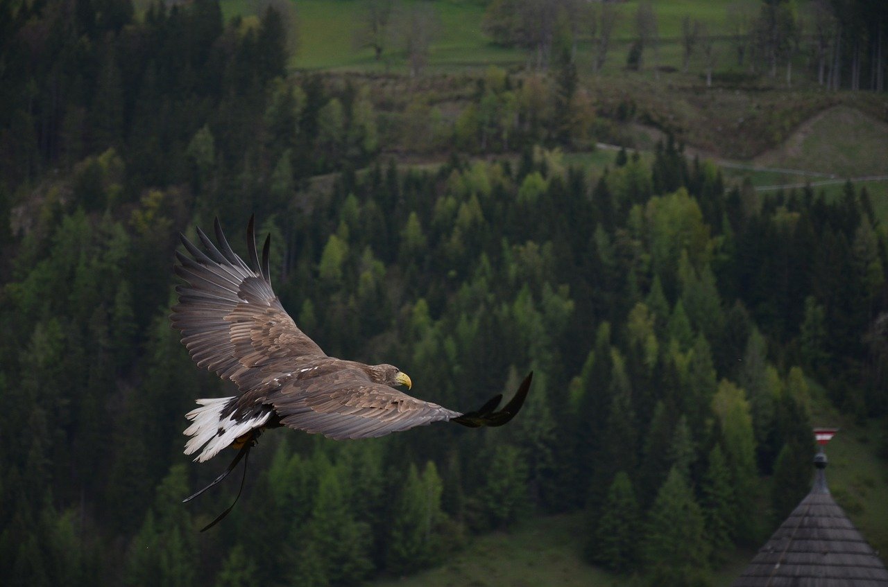 On Eagles’ Wings