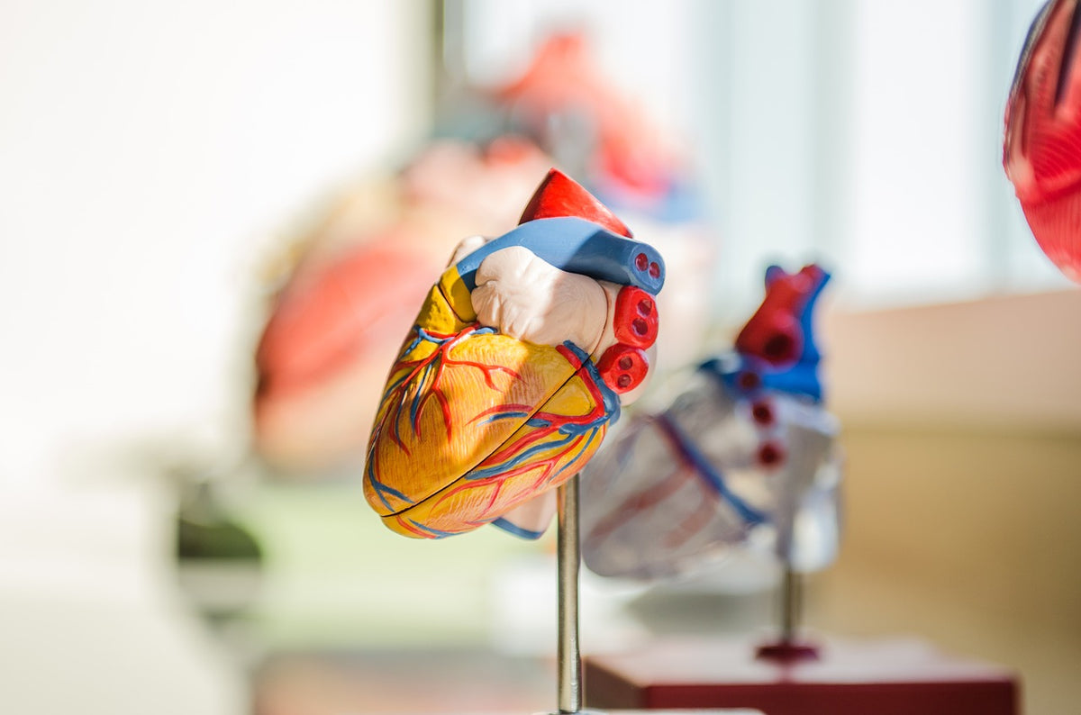 What Do You Think About Organ Harvesting?