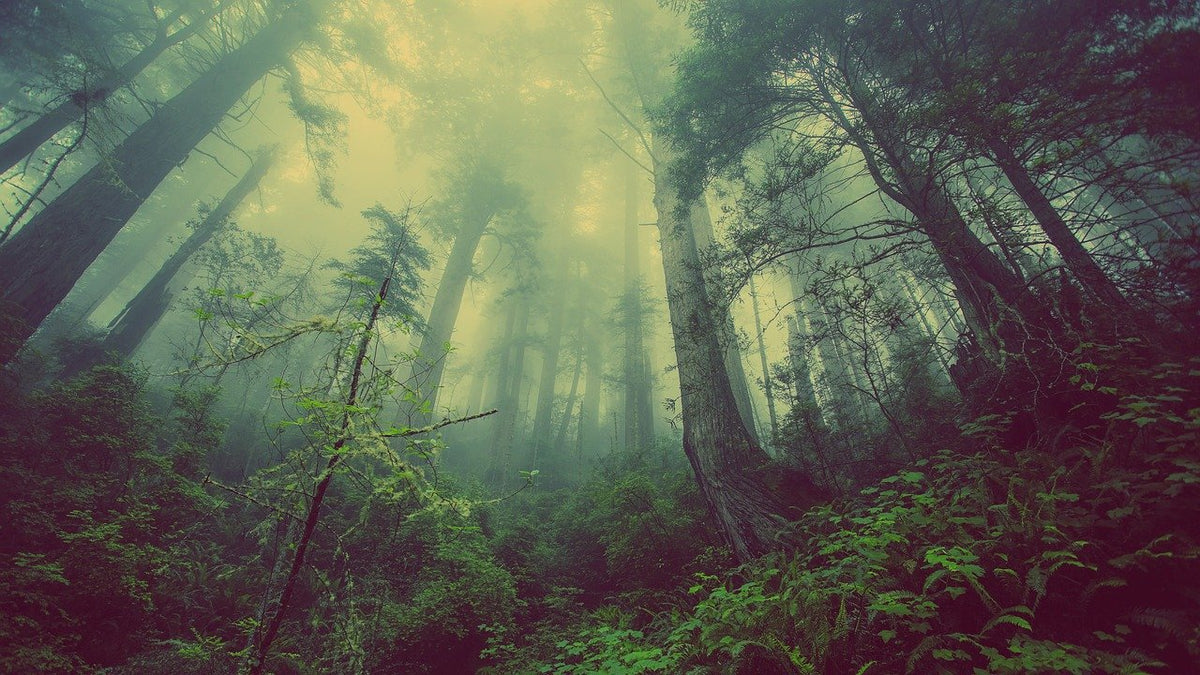 Let’s Pray to the Trees