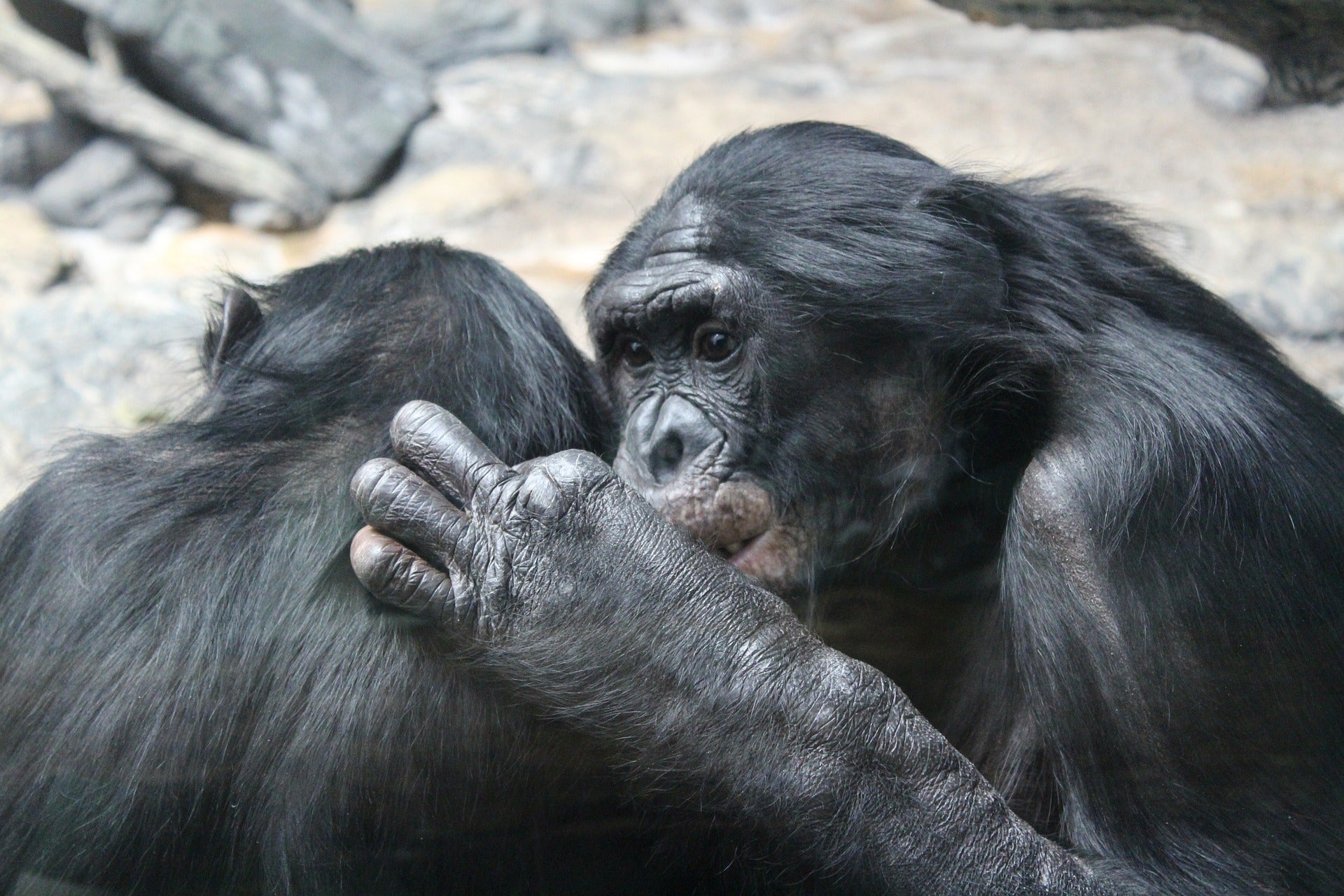 The Chimpanzee Lady’s Religion