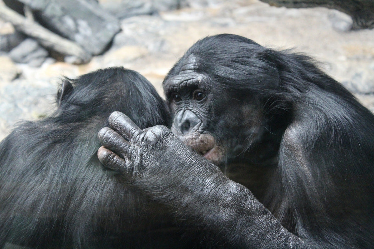 The Chimpanzee Lady’s Religion