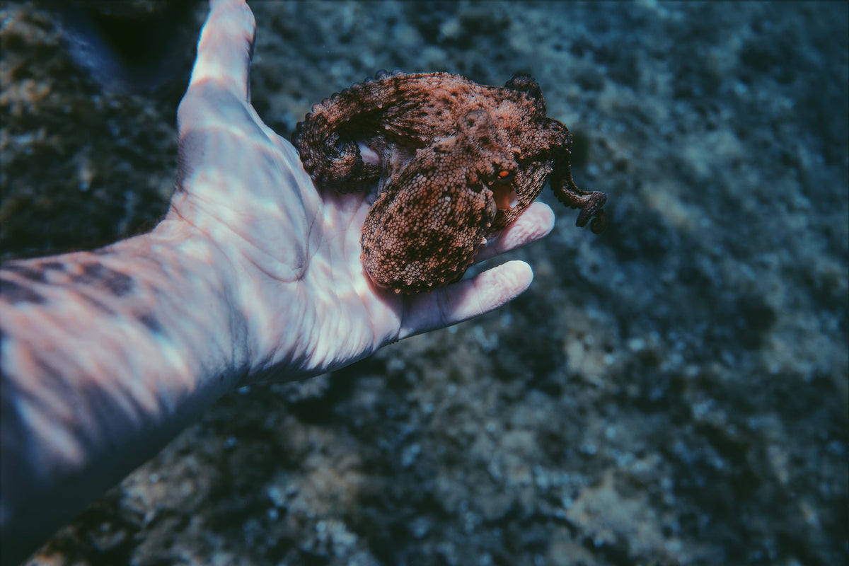 UK Finally Recognizes Octopuses